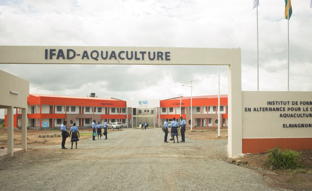 Le Président de la République, SEM Faure Essozimna Gnassingbé a annoncé en 2018 la création de dix Instituts de formation en alternance pour le développement (IFAD). Quelques mois plus tard furent lancés par le chef de l’Etat les travaux de construction du premier Institut à Elavagnon dédié à l’aquaculture, pilotés par l’Agence Education formation développement (AED).