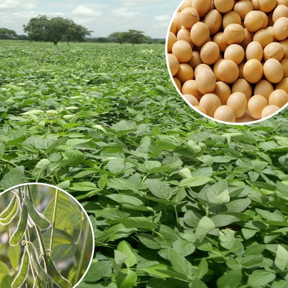 La filière bio agro-alimentaire togolaise est en pleine expansion, que ce soit sur le marché international. Selon le rapport 2020 de la Commission de l’Union européenne (UE) sur l’importation des produits bio, publié le 18 juin dernier, le Togo occupe le premier rang mondial des pays exportateurs de soja biologique vers l’espace Schengen
