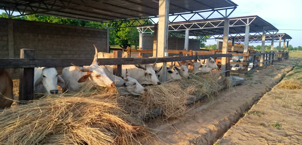 L’Institut de formation en alternance pour le développement dédié à l’élevage (IFAD-Elevage) de Barkoissi recrute ses premiers apprenants pour le compte de l’année académique 2021-2022. Les inscriptions sont ouvertes du 16 au 30 août 2021 pour les postulants au diplôme du Baccalauréat professionnel (Bac pro) dans la filière Conduite et Gestion d’une entreprise agricole option élevage.