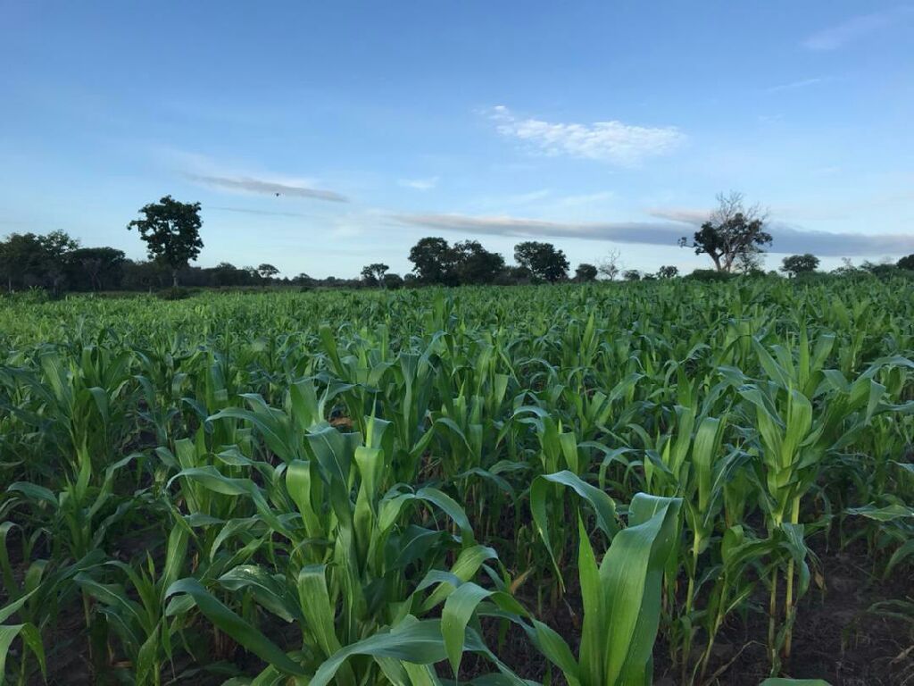 Malgré la conjoncture mondiale qui a impacté le secteur agricole, les Zones d’aménagement agricole planifiées (ZAAP) ont connu un développement remarquable grâce à une attention particulière du gouvernement togolais ces douze derniers mois. Sur la période 2021-2022, 130 ZAAP ont été réalisées et mises en exploitation pour une superficie de 12 608 ha sur toute l’étendue du territoire.